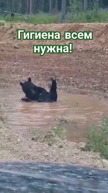 Медведь, а медведь! Водица теплая? #медведи #медвежата #медведьбелый # ...