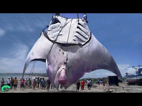 Vidéo: Dauphins: Les Deuxièmes Créatures Intelligentes Sur Terre! - Vue Alternative