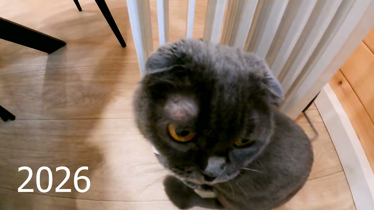 сезон 26 серия 6 Дача в лесу у озера. Новая жизнь старого дачного домика, зимний ремонт погреба