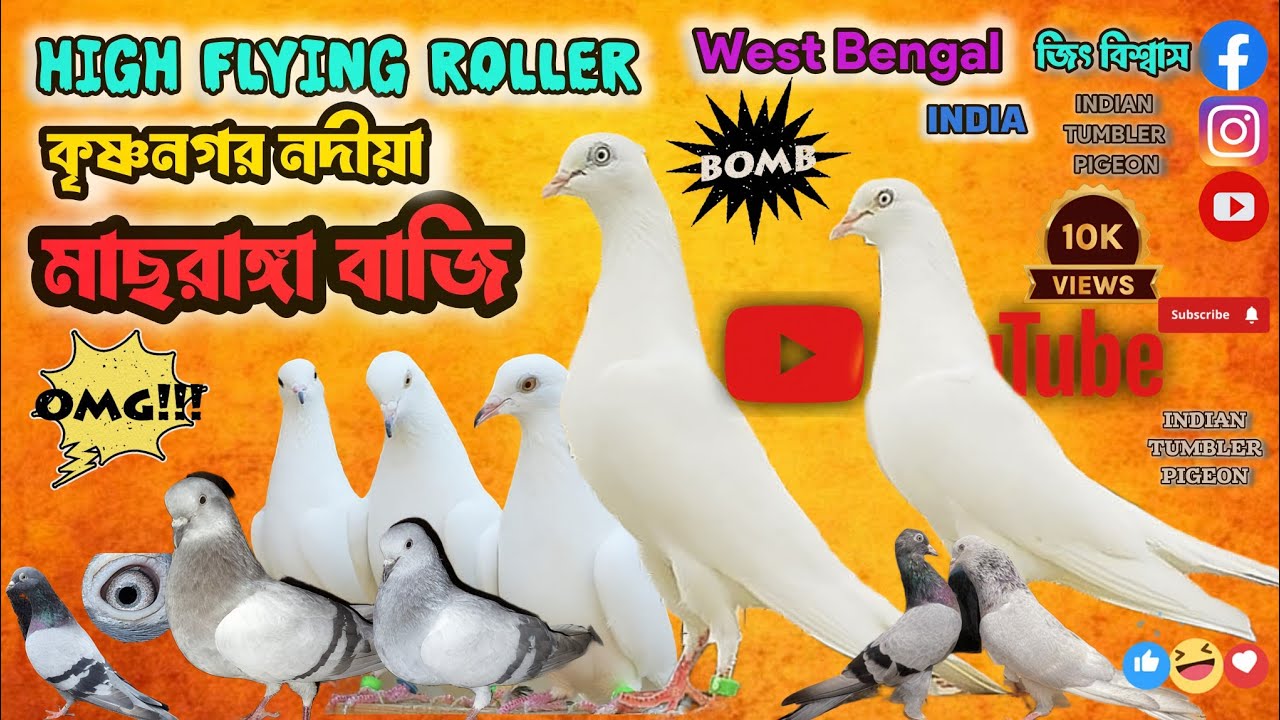 মাছরাঙ্গা বাজি পায়রা🔥🔥 High Flying ROLLER kabutar🥵 🥵 কৃষ্ণনগর নদীয়া @JEET_PIGEON.BRAND_LOFT 