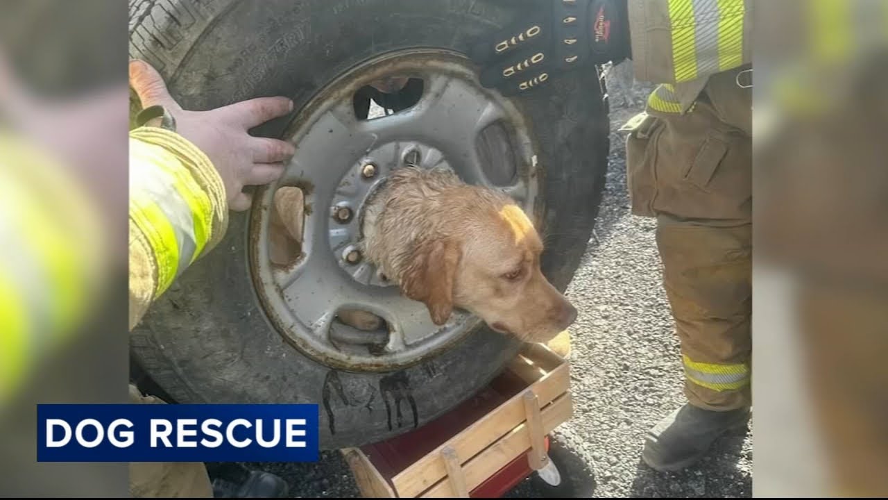 Dog stuck in tire rim rescued by first responders in South Jersey - YouTube