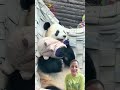 Do you want to be a Panda 🐼?#panda #cutebaby #happy #easy #love #cute #baby #core #fyp #youtube
