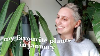 9 plants making me happy right now 🪴🥰 January Favourites