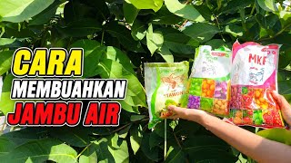 HOW TO FRUIT WATER APPLE TREES‼️#waterapple #greengiantwaterapple