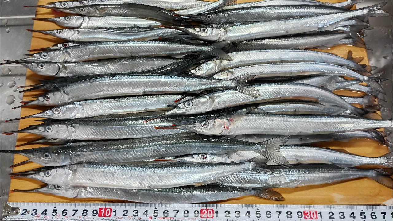 【鹿島港魚釣園】★サヨリ釣り★『スレまくったサヨリ攻略法』2026オリジナル㊙テク公開