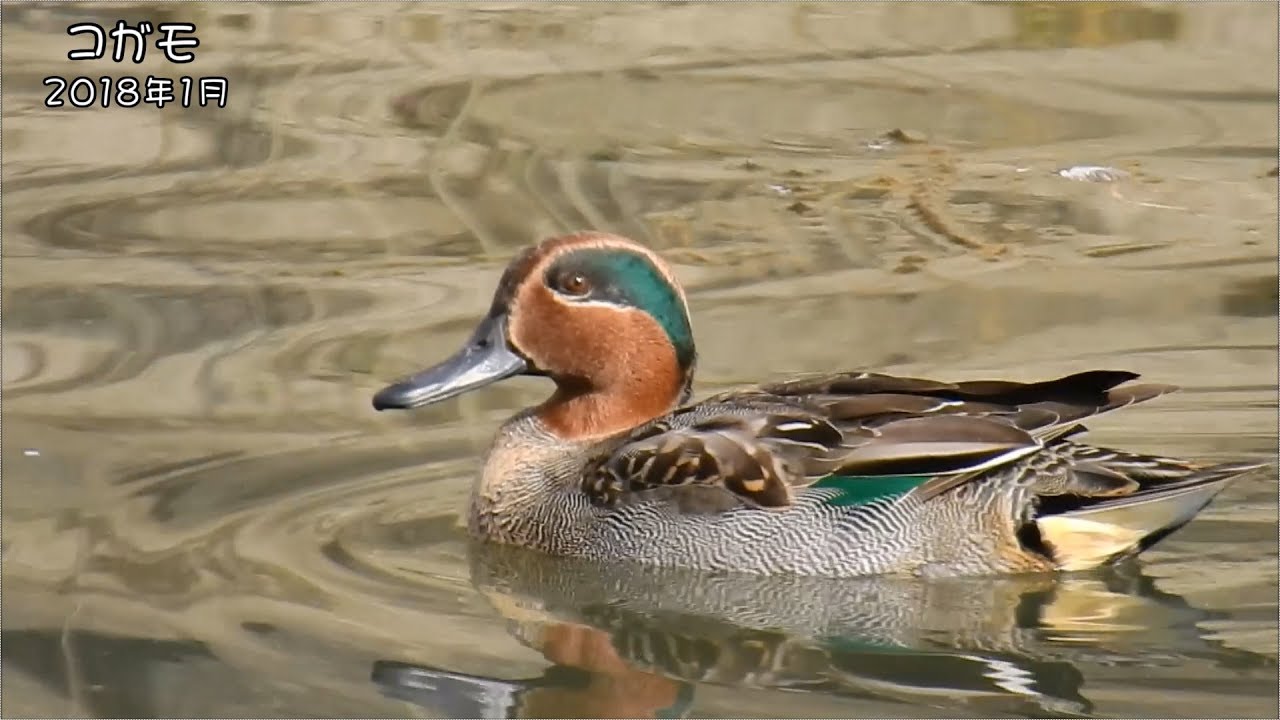 野鳥雨靴 コガモ Common Teal (Anas crecca)【狩猟鳥】