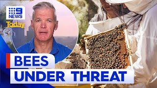 Authorities abandon plan to eradicate deadly varroa mite from bee populations | 9 News Australia