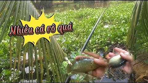 Câu cá rô đồng cặp kênh lục bình #fishing #cauca