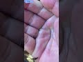 僕は生き物が好きなただの40代のおじさん #メダカ