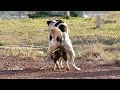 RuralDogs!! German Shorthaired Pointer Vs Boston Terrier in River Natural Village