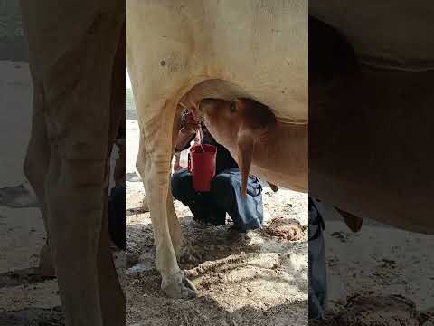 عجل صغير جميل يحاول شرب الحليب من أمه البقرة والدفء وي ظهر العلاقة الجميلة بين الأم وطفلها