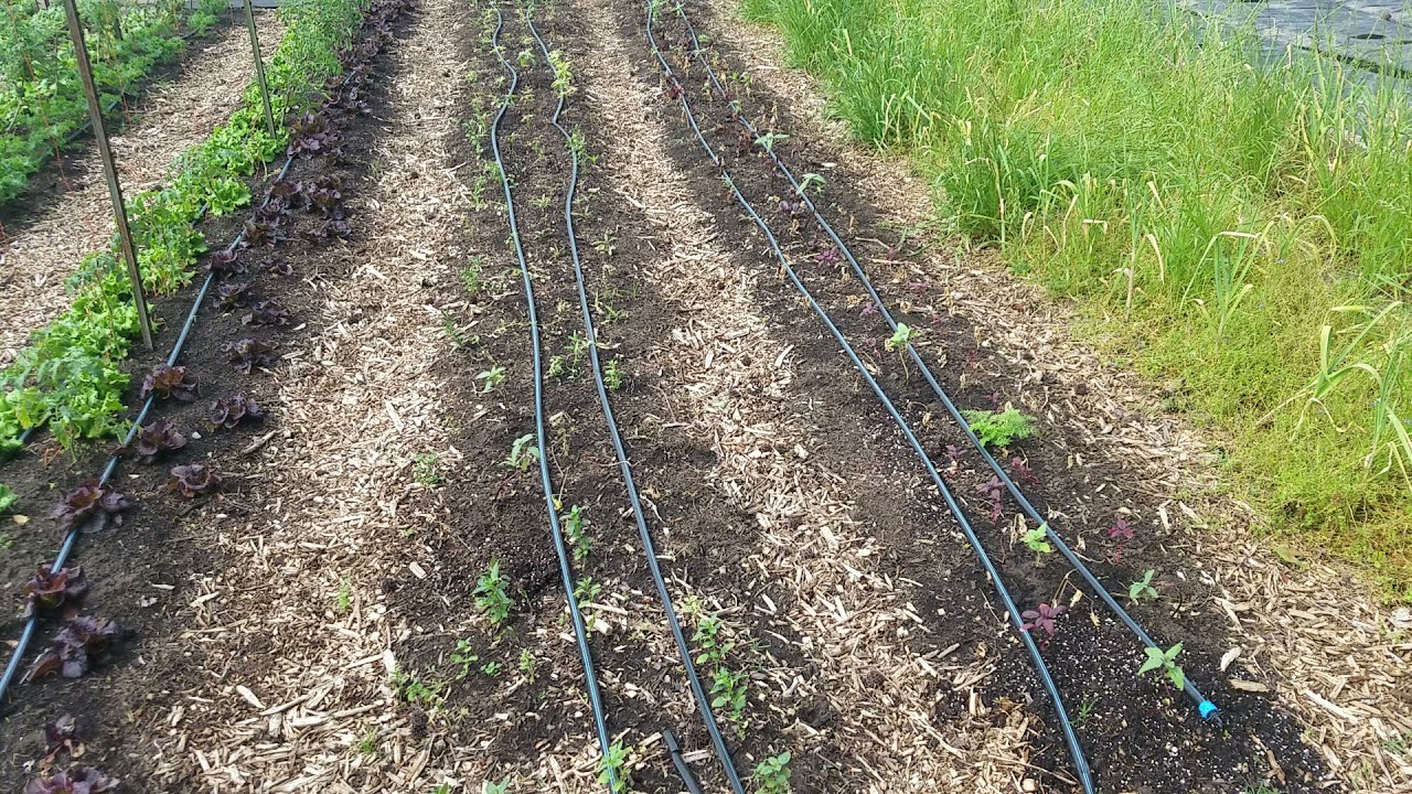 Spring Garden Update | Old Creek Produce. part 1