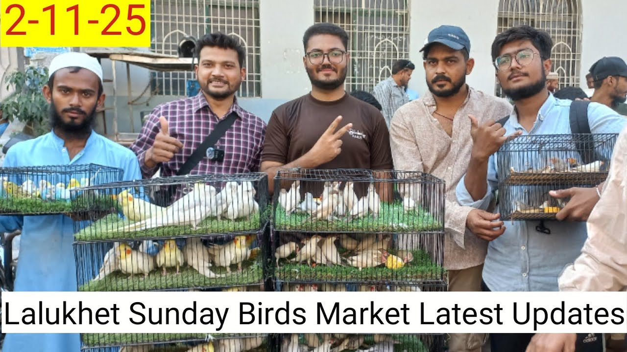 Lalukhet Birds Market 2025 Latest update Jaal price #birds #birdsmarket 