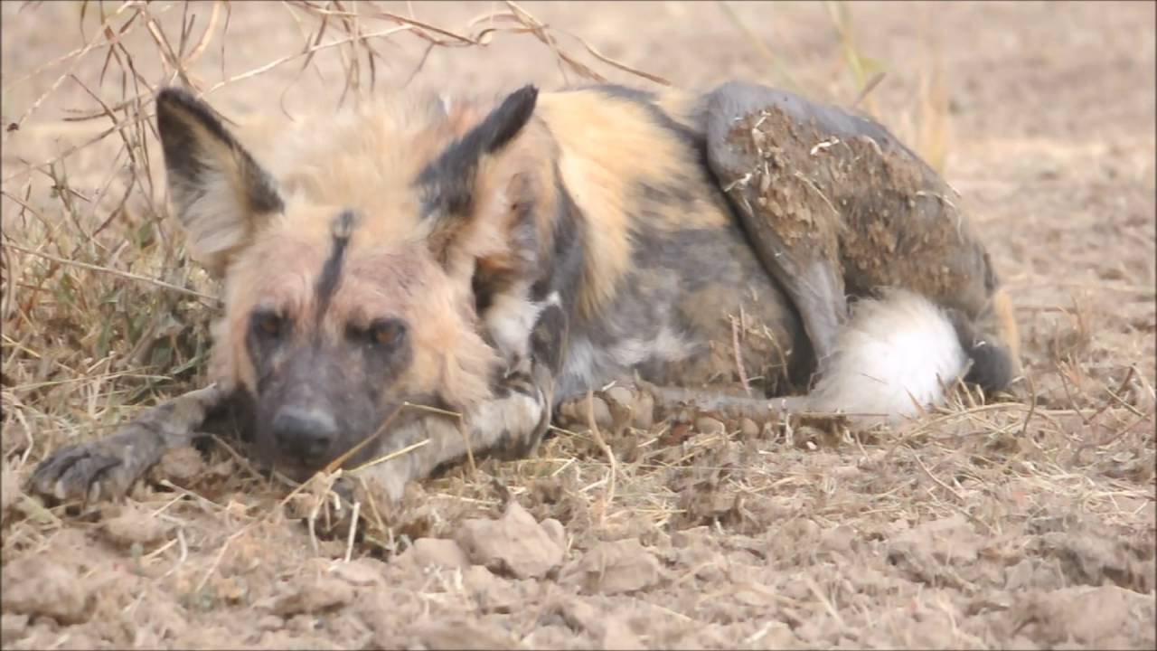 Wild Dogs, 2 packs meet YouTube