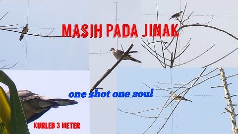 Berburu Tekukur, Spot Luar Biasa