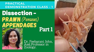 Dissection / Mounting of Prawn Appendages (Part 1)| Zoology Practicals by Dr.Feebarani John.