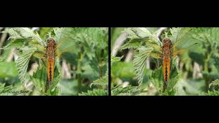 Scarce Chaser Dragonfly and spider 3840x1200 29.97fps - sbs 3d parallel view