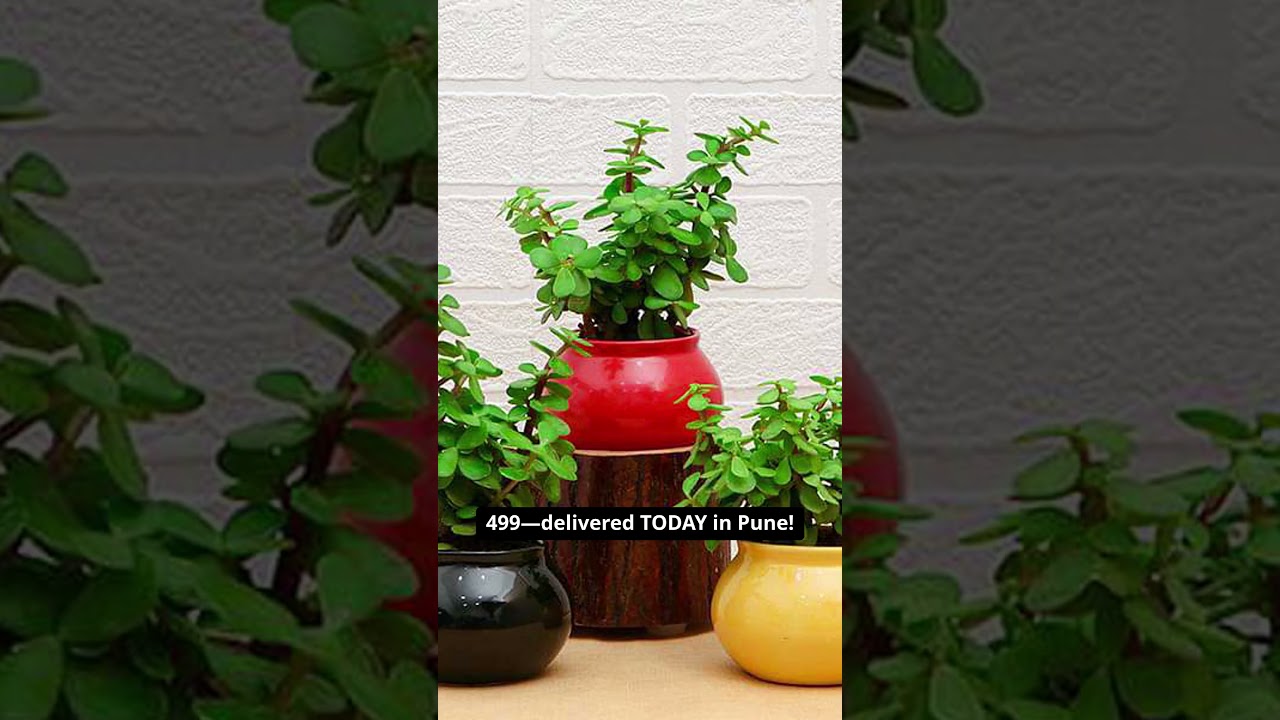 🌿 5 Beautiful Plants Under ₹499 – Available Right Here in Pune! 🌿