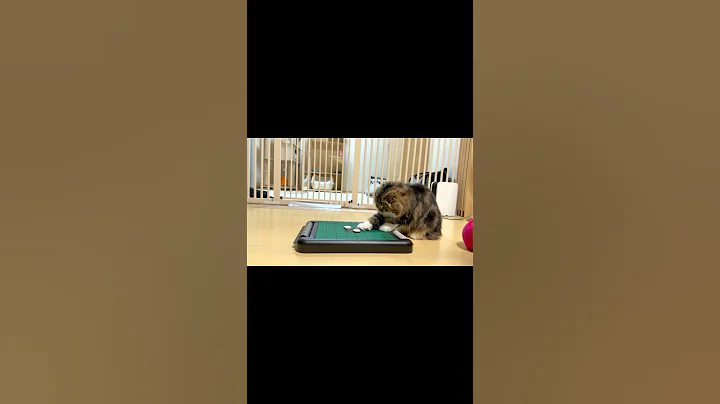 Watch the video about [Short] 😻Scottish Fold kitten playing Othello was too funny! Elle video No.S275