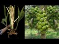 Unique technique  grafting technique makes coconuts grow faster and bear more fruit