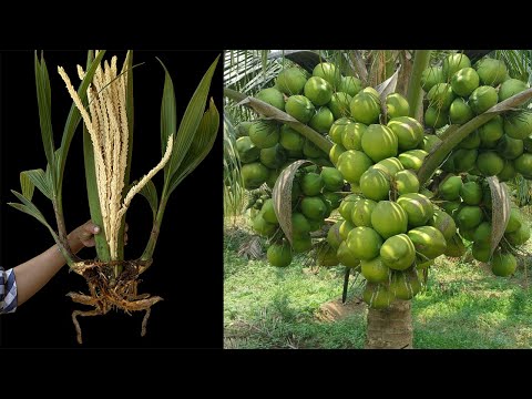 Unique​ Technique : Grafting Technique Makes Coconuts Grow Faster and Bear More Fruit