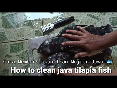 Java Tilapia How to clean java tilapia fish | Cara membersihkan mujaer jowo, Cepat ...