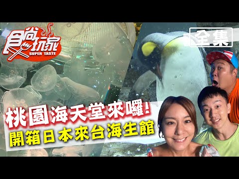 食尚玩家【桃園】海天堂我要進來囉！開箱日本來台海洋館 20200915 (完整版) 莎莎.哈孝遠.麥克斯