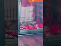 Puppy atim taking first nap in crate