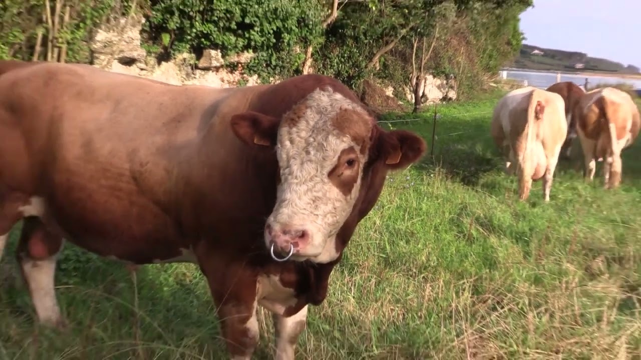 Ganaderos en su hábitat | Fleckvieh en Mogro | 4.10.2025