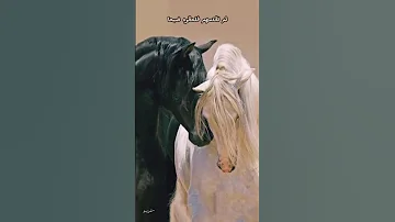 ح ين تصطف الخيول كقصيدة رواية أوبال 