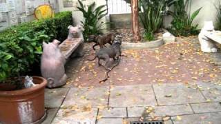 Shy Blue Staffie A281071 Wfriend In Yard At Pasadena Humane