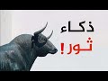 أجمل طرائف العرب ونوادرهم وأقوى الردود المفحمة قصة بهلول المجنون