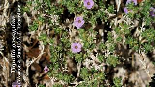Julimes-Puerto de Lobos--Chihuahua
