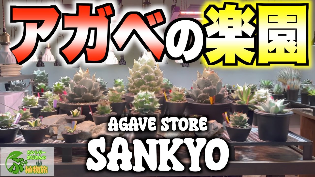 【驚愕】超激ヤバ！アガベの楽園SANKYOさんが想像以上でした…！#agave#多肉植物#浜松市#モルタル造形#ドライガーデン#ロックガーデン