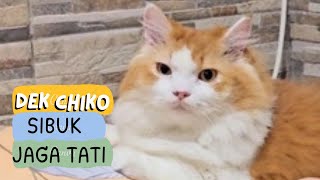 Dek Chiko Tiap Hari Jagain Tatinya. funny video cat cats animal trending kucing viral pet dog anjing