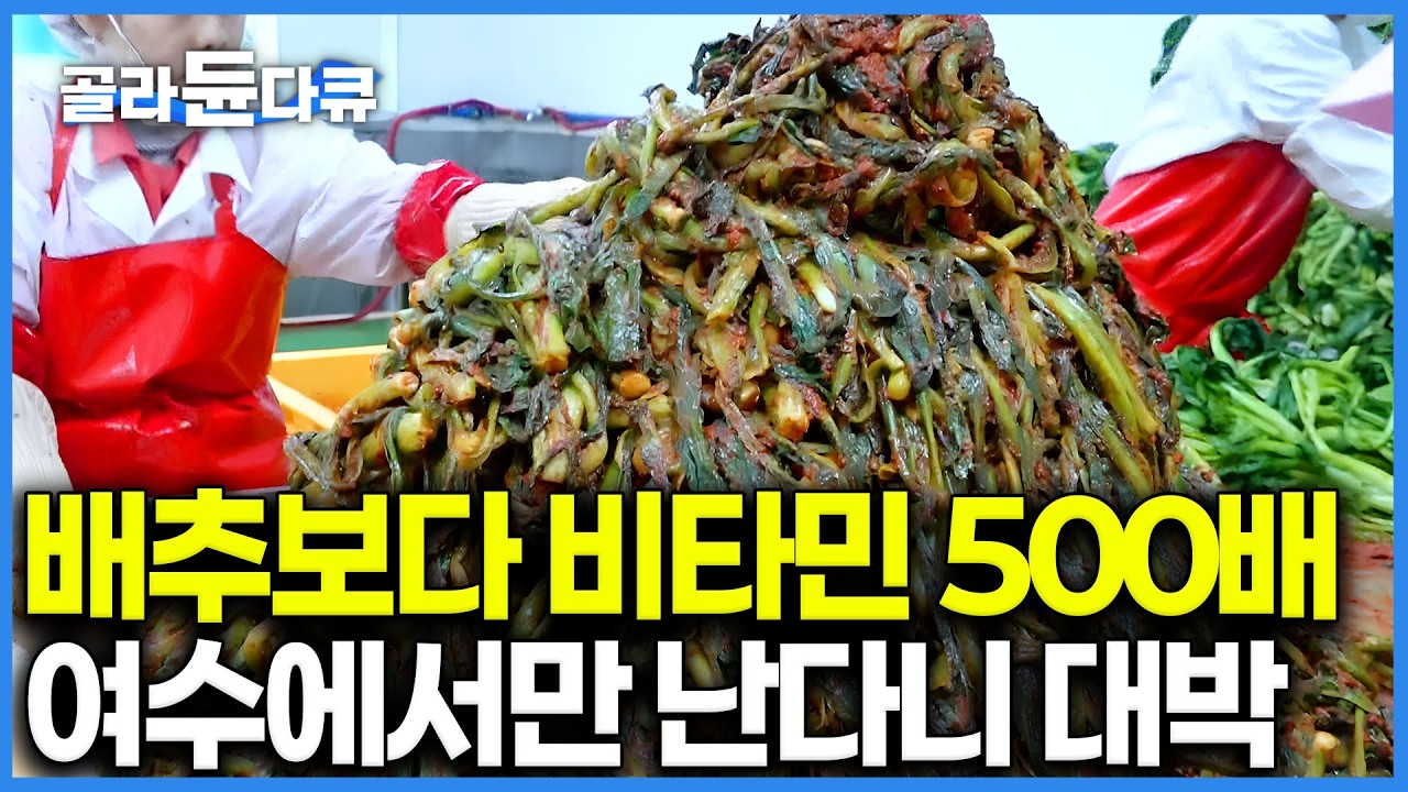 여수 사람들 소화 잘 되는 이유 여기 있었다. 톡 쏘는 맛으로 소화까지 잘 되게 하는 갓김치｜ 하루2톤 산더미같은 갓 어떻게 만드나 봤더니｜돌산 갓김치｜극한직업｜#골라듄다큐