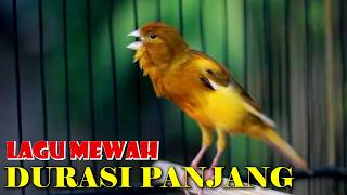 Kenari Gacor Panjang Terapi Kenari Paud Cepat Bunyi Gacor