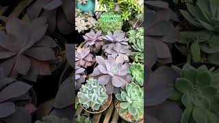 Calsinut cocok bgt buat tanaman hias #bisatani #berkebun #pupuk #petanimuda #viral