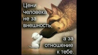 И Собаки имеют Душу, как у Человека. И Собаки имеют Душу, как у Человека.