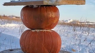 testing pumpkins with a 1/2lb of tannerite.