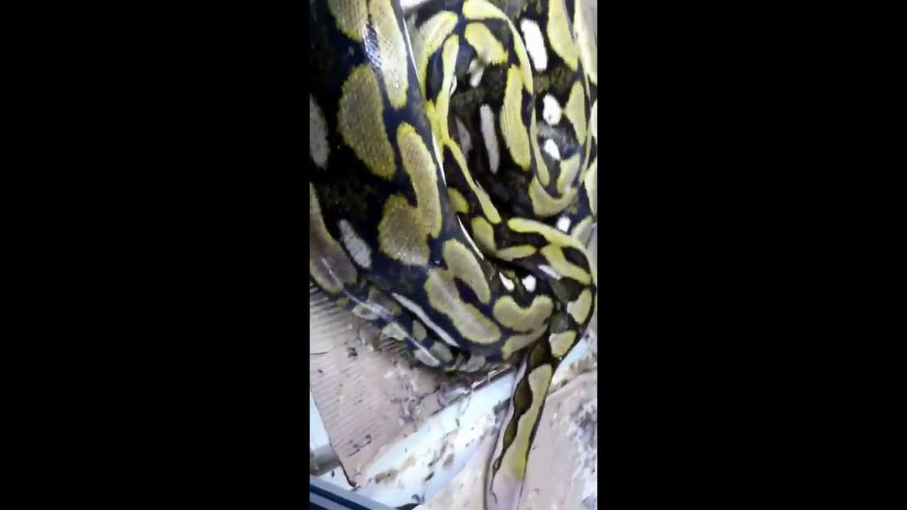 camera iphone 8 plus apk Retic update! Sorry for the wait, please subscribe to see some top of the line retics!