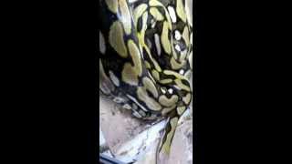 Retic update! Sorry for the wait, please subscribe to see some top of the line retics!