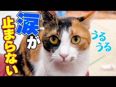 急に猫の涙が止まらなくなったので急遽病院に行くことになりました