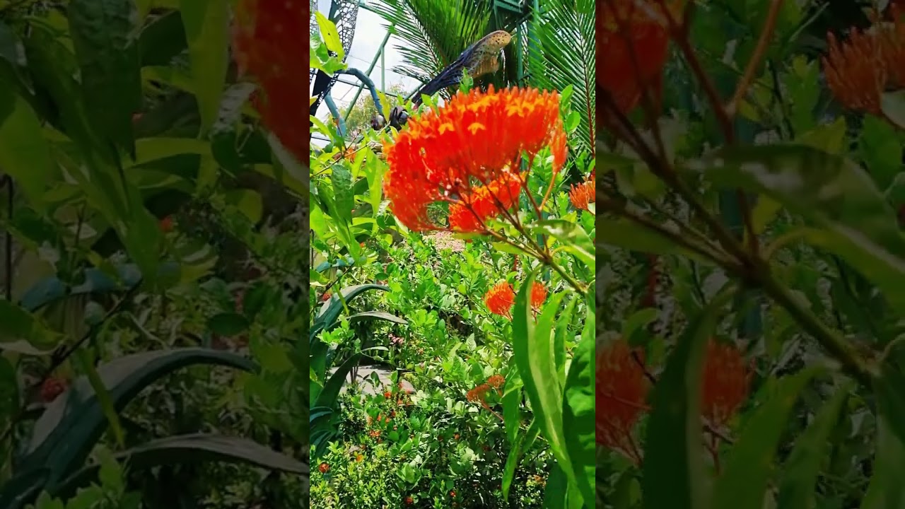 BUTTERFLY PARK || DAY TOUR 