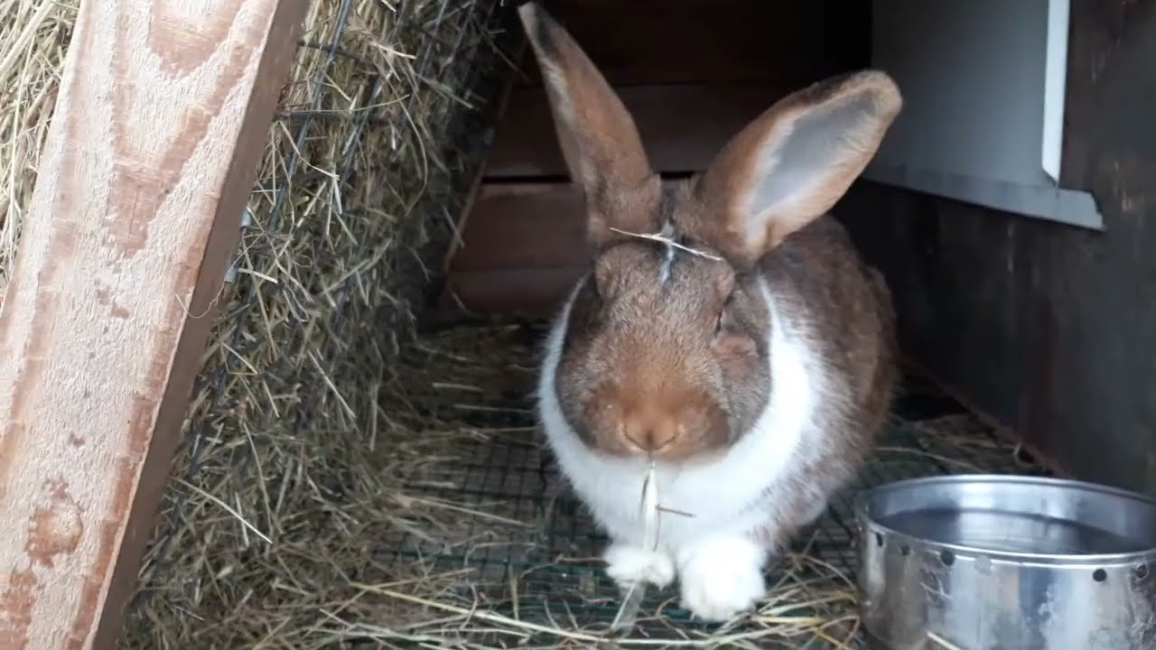 O připouštění, problémy se zabřeznutím. Moje chyby u prvničky.