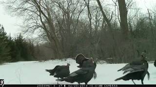 Turkey Fight Call Sounds