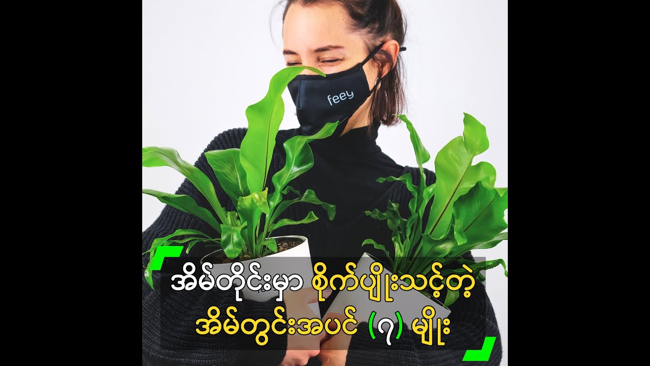 အိမ်တိုင်းမှာ စိုက်ပျိုးသင့်တဲ့ အိမ်တွင်းအပင် (၇) မျိုး