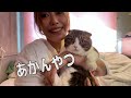【親子猫】あか〜ん！！毛を狩るなんて断じて嫌だにゃ！！【スコティッシュフォールド】