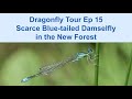 Dragonfly tour episode 15 scarce bluetailed damselfly in the new forest