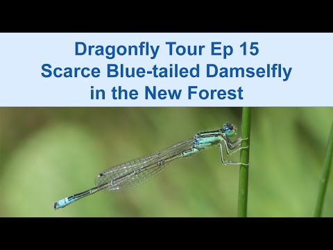 Dragonfly Tour Episode 15 Scarce Blue-tailed Damselfly in the New Forest